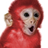 Red Fire Monkey